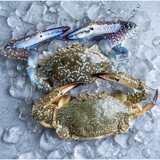 Blue Crab 藍花蟹
