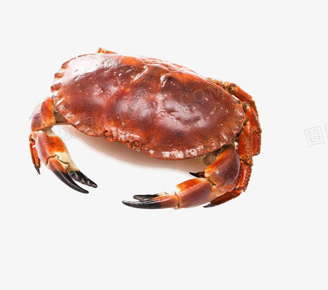 Brown Crab 麵包蟹