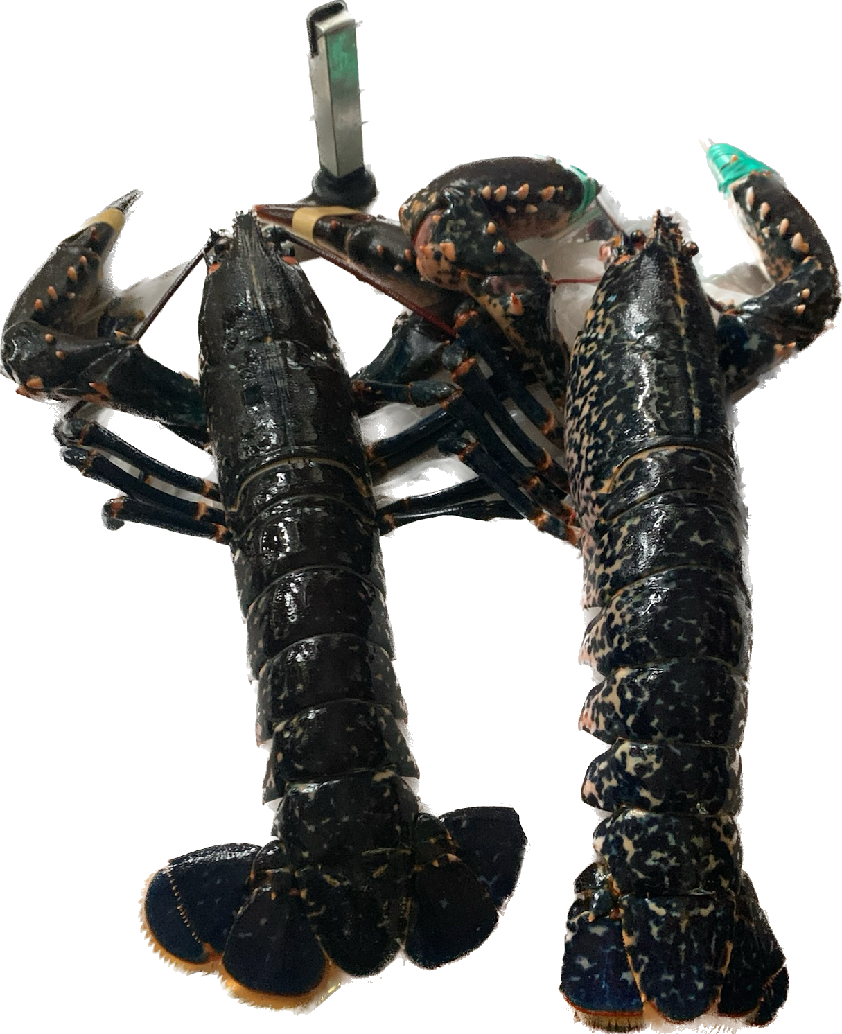 Lobster 龍蝦