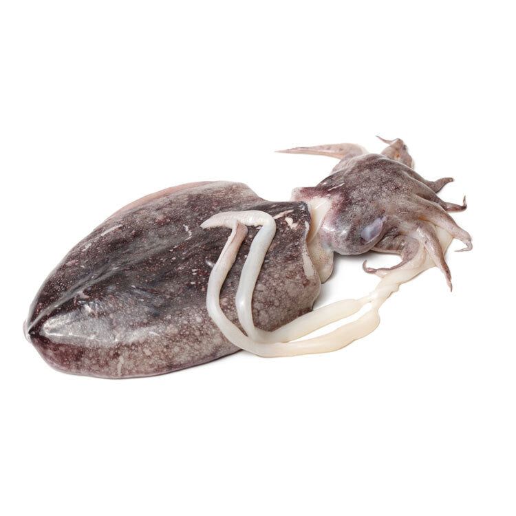 Cuttlefish  墨魚